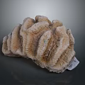 Natural Coral Polyps Skeleton With Fan Shaped Textured Brown White Formation
