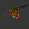 Fresh Green Leaves And Vibrant Red Berries In Natural Plant