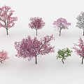 Colorful Arbor Trees Featuring Pink Purple and Green Foliage in Different Sizes