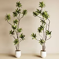 Bonsai Potted Plants With Green Leaves And Brown Branches For Indoor Decoration
