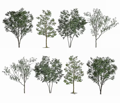 Various Arbor Species With Different Crown Shapes And Lush Green Foliage 3d model