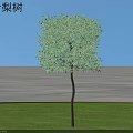 Healthy Willow Leaf Pear Shrub Growing on Green Grass Under Blue Sky Landscape