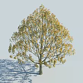 Sunlit Arbor Tree With Green And Yellow Leaves And Full Canopy Casting Shadow 3d model