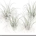 Beautiful Ornamental Grasses With Feathery Plume Flowers In Green Brown And White For Garden Decor