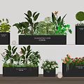Indoor Plant Combination With Various Green Plants And Flowers In Black Planters
