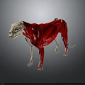 Detailed 3D Dog Anatomy Model Showing Skeleton Muscles And Internal Organs