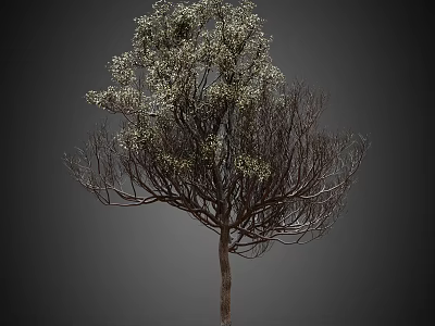Tall Arbor With White Flowers And Delicate Branches On Dark Backdrop 3d model