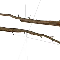 Rustic Dry Wood Branches With Spiky Thorns Natural Organic Texture