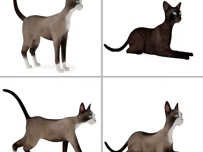 Collection Of Cats In Various Poses Standing Lying Walking And Sitting 3d model