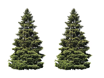 Two Evergreen Arbor Trees with Lush Foliage and Tall Straight Trunks 3d model