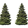 Two Evergreen Arbor Trees with Lush Foliage and Tall Straight Trunks