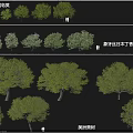 Collection of Various Arbor Species Including American Honeylocust and Ivory Red Japanese Lilac