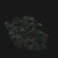 Diverse Shrub Collection With Ornamental Grasses Stones And Green Foliage