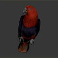 Red and Blue Parrot With Vibrant Feathers Standing On Dark Reflective Background