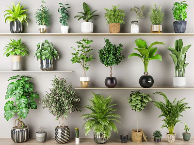 Potted Plants Arranged On Indoor Shelves With Various Green Foliage And Different Planters 3d model