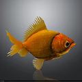Orange Goldfish with Yellow Fins and Tail on Gray Background Showing Clear Reflection