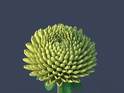 Vibrant Green Chrysanthemum with Tightly Packed Petals and Fresh Green Leaves on Dark Background 3d model