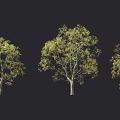 Three Trees With Vibrant Yellow Leaves Against Dark Black Background 3d model