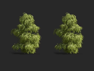 Two Lush Green Shrubs Against Black Background For Garden Landscaping 3d model