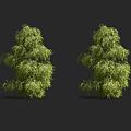 Two Lush Green Shrubs Against Black Background For Garden Landscaping