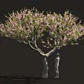 Lush Blooming Tree with Abundant Pink Blossoms and Person Standing Beside