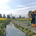 Traditional Garden Landscape With Stream Stone Path Lush Green Plants And Yellow Flower Fields