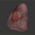 3D Rendered Human Heart And Lungs With Detailed Blood Vessel Structure