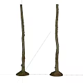 Straight Arbor Tree Trunks With Soil At Base On White Background 3d model
