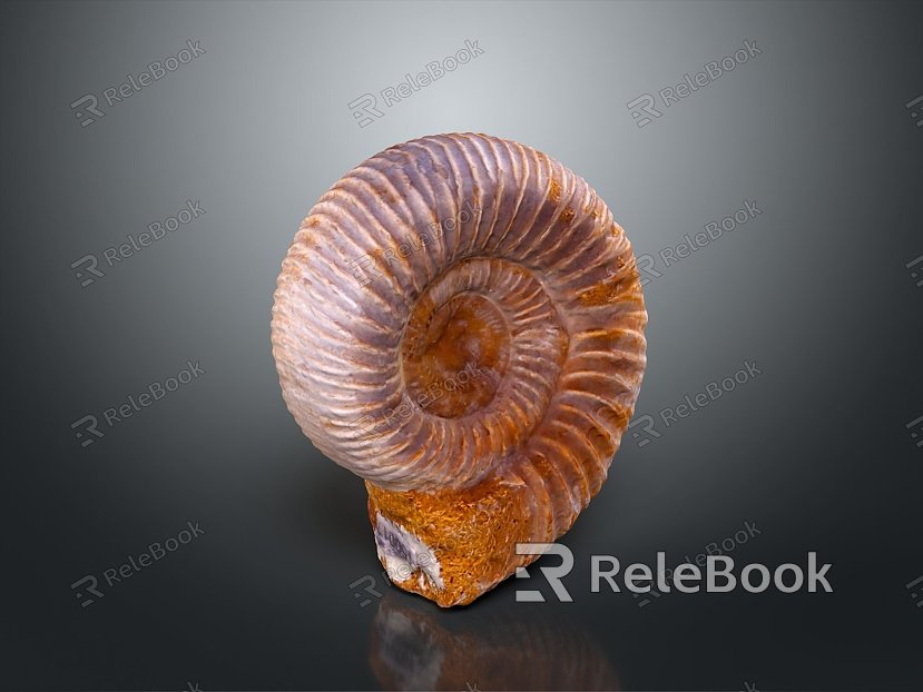 conch bone snail snail field snail shellfish marine animal fish freshwater fish marine fish animal model