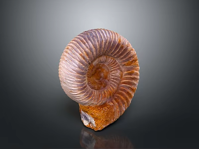 Ammonite Fossil Ancient Aquatic Animal With Spiral Shell And Iridescent Texture 3d model