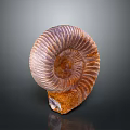 Ammonite Fossil Ancient Aquatic Animal With Spiral Shell And Iridescent Texture