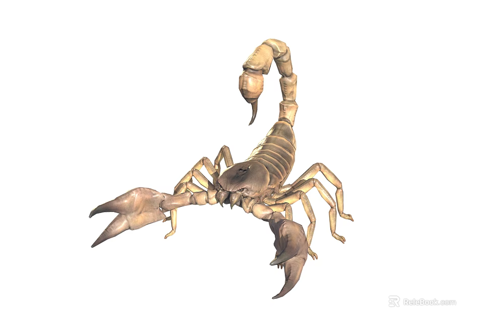 Scorpion With Large Pincers Curved Tail Segmented Tan Body In Natural Stance 3d model 