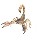 Scorpion With Large Pincers Curved Tail Segmented Tan Body In Natural Stance