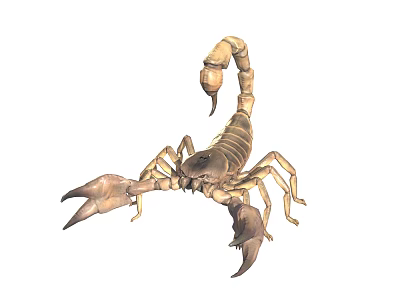 Scorpion With Large Pincers Curved Tail Segmented Tan Body In Natural Stance 3d model