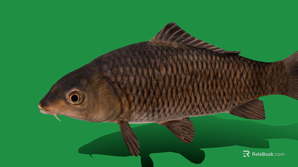 Large Detailed Brown Carp With Shiny Scales On Green Background 3d model 