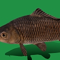 Carp Carp Carp Cartoon Fish Cartoon Fish Low Poly Fish 3d model