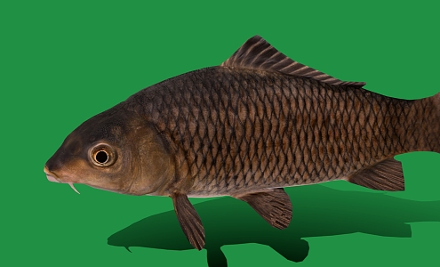 Carp Cartoon Fish Cartoon Fish Low Poly Fish 3d model