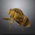 Natural Detailed Yellow Cicada Exuvia Structure With Transparent Wings And Legs