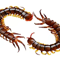 Detailed View Of Two Reptile Centipedes With Brown Bodies Yellow Legs And Curved Shape