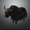 Dark Brown Yak With Long Horns And Thick Fur Standing On Dark Background