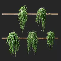 Multiple Hanging Bonsai Potted Plants With Green Trailing Vines On Wooden Shelves