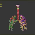 3D Anatomical Model Of Lungs Organ With Trachea And Hair Like Blood Vessels