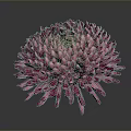 Vibrant Pink Chrysanthemum With Dense Glossy Petals On Dark Background