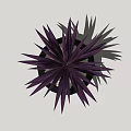 Bonsai Potted Plant with Purple Leaves in Black Pot and Small Stones
