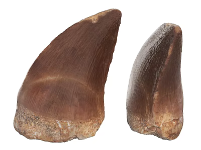 Two Brown Tooth Shaped Objects Made Of Stone And Wood With Textured Base 3d model