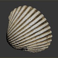 Modern shell seashell seafood seafood hard shell conch 3d model