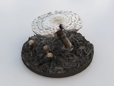 Fresh Mushroom Vegetable with Large Cap and Small Buds on Soil Base with Dried Grass 3d model
