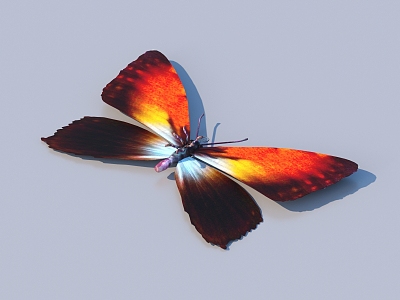 butterfly animal flying creature 3d model