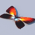 butterfly animal flying creature 3d model