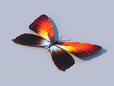 Vibrant Butterfly with Orange Yellow and Dark Colored Wings on Light Gray Background 3d model